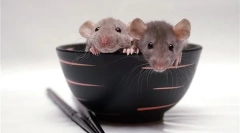 Názvy pre dievčatá myší a chlapcov, ako si vybrať prezývku